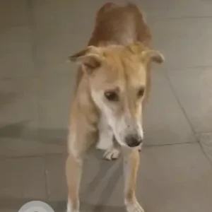 A Brown Indie Dog Found from National society Aundh