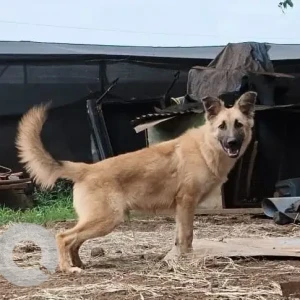 A Black and Brown German Shepherd Dog Missing from Naigaon East, Vasai Virar-2