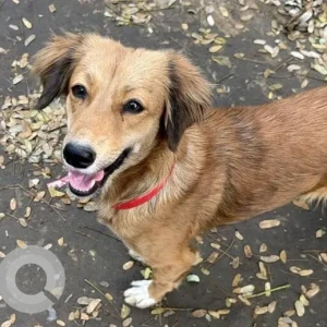 A Brown Indie Dog Found from Shiv Nagar