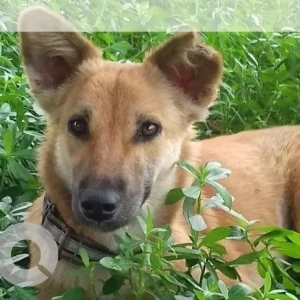 A Brown Indie Dog Missing from Maruti dental college, Hulimavu