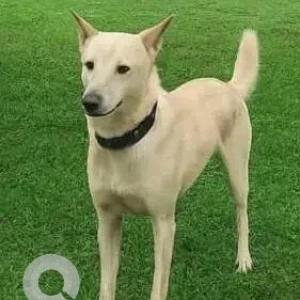 A White Indie Dog Missing from Alto Porvorim, Porvorim