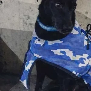A Black Indie Dog Missing from Dashrathpuri