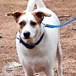 A White-Brown Mix Indie Dog Missing from Greater Hyderabad Municipal Corporation Central Zone, Hyderabad