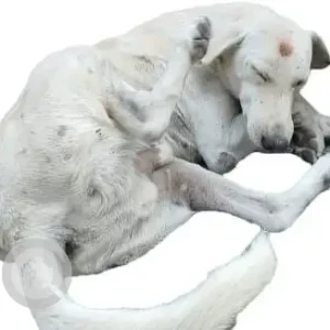 A White Indie Dog Missing from IGDTUW, Ambedkar University, Kashmere Gate