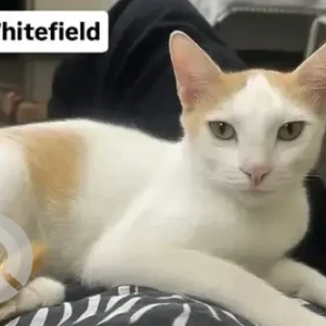 A White-Brown Mix Indie Cat Missing from Ayyappanagar behind SEA Girls Hostel, Whitefield