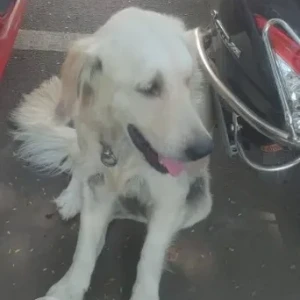 A White Indie Dog Found from Srinagar colony, Saidapet
