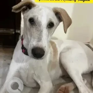 A White-Brown Mix Indie Dog Found from Horamavu, Bengaluru