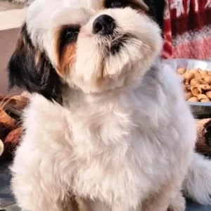 A White-Brown Mix Shih Tzu Dog Missing from Kukatpally