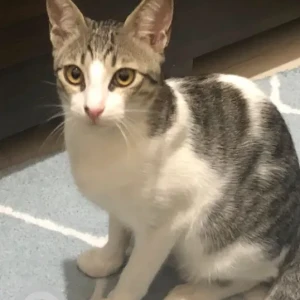A White-Brown Mix Domestic Shorthair Cat Missing from Karama Street-3