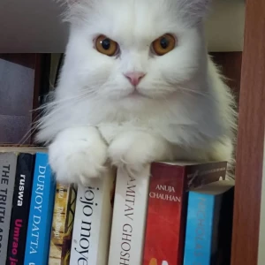 A White Persian Cat Missing from Shivaji Nagar, Bengaluru