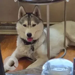 A White and Grey Husky Dog Missing from 495 between exits 91 & 92