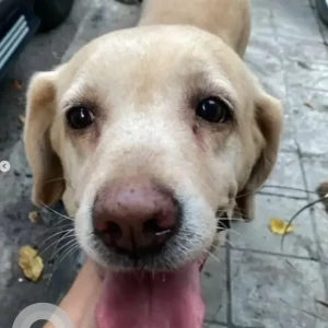 A Brown Golden Retriever Dog Found from Sivanchetti Gardens, Bengaluru