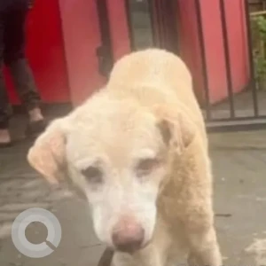 A White Indie Dog Missing from Industrial Estate-2