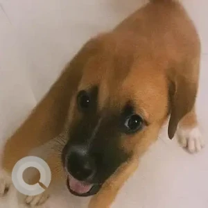 A White-Brown Mix German Shepherd Dog Missing from Villivakkam, Anna Nagar, ONGC colony area-2