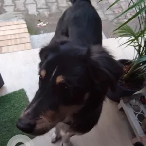 A Black and White Indie Dog Found from Pocket 10, Kohinoor Apartment