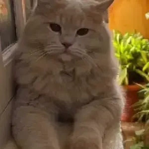 A Orange Persian Cat Missing from Sahakarnagar, Kodigehalli