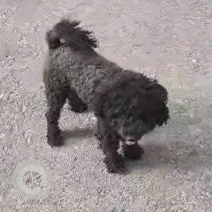 A Black Poodle Dog Found from Near Dovan Pul