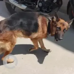 A Black and Brown German Shepherd Dog Found from Begur church