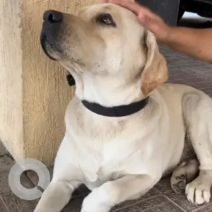 A White Labrador Dog Missing from Madhapur, Gachibowli