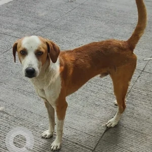 A White-Brown Mix Indie Dog Found from Sopan Baug, Empress County, Ghorpadi