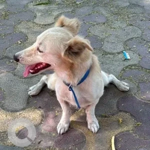 A White-Brown Mix Indie Dog Found from New Delhi