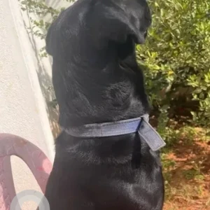 A Black Indie Dog Missing from Virupakshapura, Kodigehalli-2