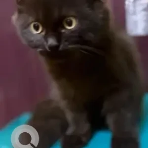 A Black Indie Cat Missing from Kathbada Road, Washermanpet-2