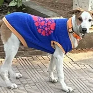 A White-Brown Mix Indie Dog Found from Sehgal Market 1, Greater Kailash Part 2