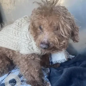 A Brown Poodle X Dog Found from Rosseter St Dorchester