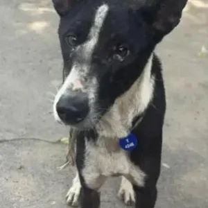 A Black and White Indie Dog Missing from BCI campus