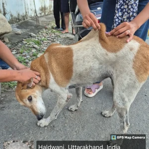 Rabies vaccination-110