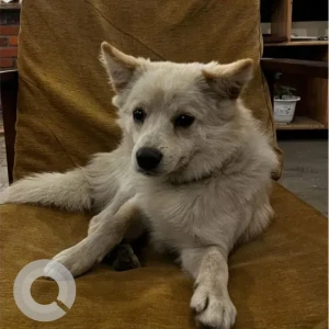 A White Spitz Dog Missing from the art cafe, Damak