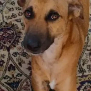 A White-Brown Mix Indie Dog Missing from Golf Links