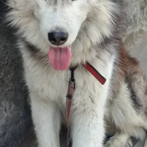 A Black and White Husky Dog Found from Thai Case En Thamel