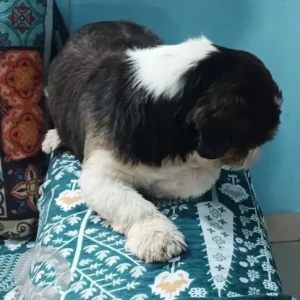 A Black and White Shih Tzu Dog Found from Jain college, Kanakpura-4