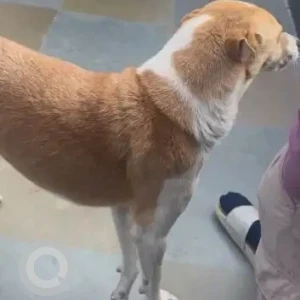 A White-Brown Mix Indie Dog Missing from Gurugram-3