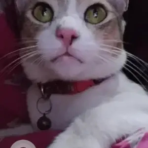 A Grey-White Mix Calico Cat Missing from Chennai