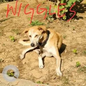 A White-Brown Mix Indie Dog Missing from New Delhi