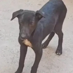 A Black and White Indie Dog Missing from Kondli, New Delhi