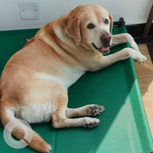 A White-Brown Mix Labrador Dog Missing from Jubilee Hills, Hyderabad