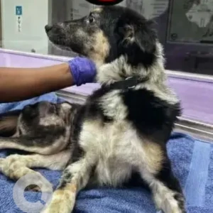 A Black and White Indie Dog Missing from Singasandra-2