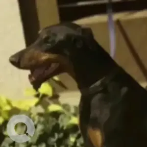 A Black and Brown Doberman Dog Missing from Mysore main road, Gali anjaneya temple-2