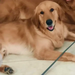 A Brown Golden Retriever Dog Missing from Paws and Claws Day care, Sai Hospital