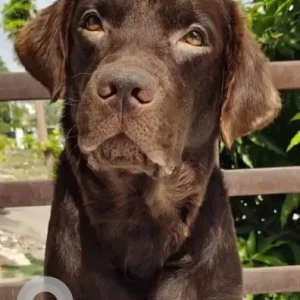 A Brown Labrador Dog Missing from Mukundpur