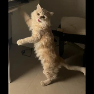 A White-Brown Mix Persian Cat Missing from Hyderabad-3