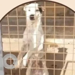 A White-Brown Mix Indie Dog Missing from Doddanekkundi, Bengaluru