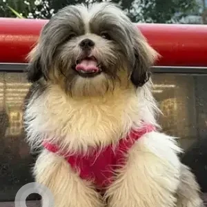 A White-Brown Mix Shih Tzu Dog Missing from Sadduguntepalya, Bengaluru