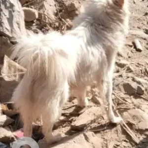 A White Japanese spitz Dog Missing from Nepal Drinking Water Institute
