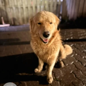 A Brown Golden Retriever Dog Found from Shivajinagar, Pune-3
