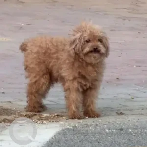 A Brown Poodle Dog Found from 25D St Mirdif, Near super kids nursery